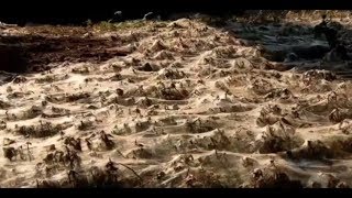 Aranha das se como livrar veias austrália da