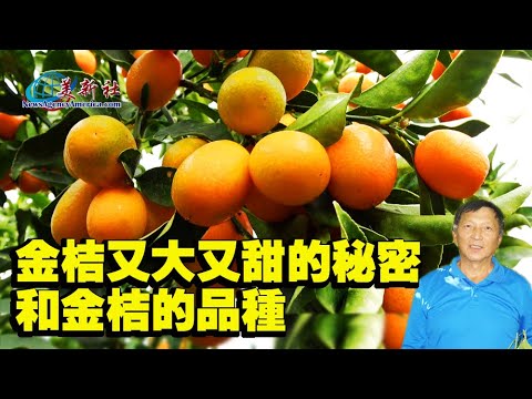 金桔又大又甜的秘密和金桔的品種