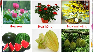 TẬP LÀM VĂN LỚP 4  TUẦN 23  LUYỆN TẬP MIÊU TẢ CÁC BỘ PHẬN CỦA CÂY CÓI  TIẾT 45