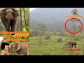 Man survives on treetop to save his life from Elephant!!!