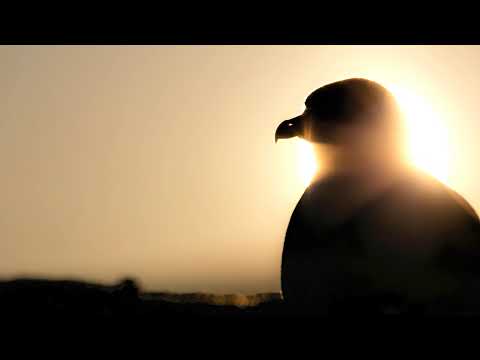 Video: Lintujen Tarkkailemisesta Videopeleissä