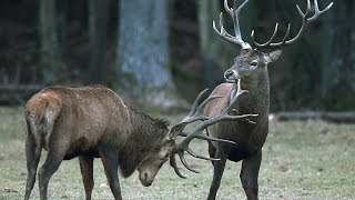 Олени. Драки в декабре. Red deers. Fights in December.