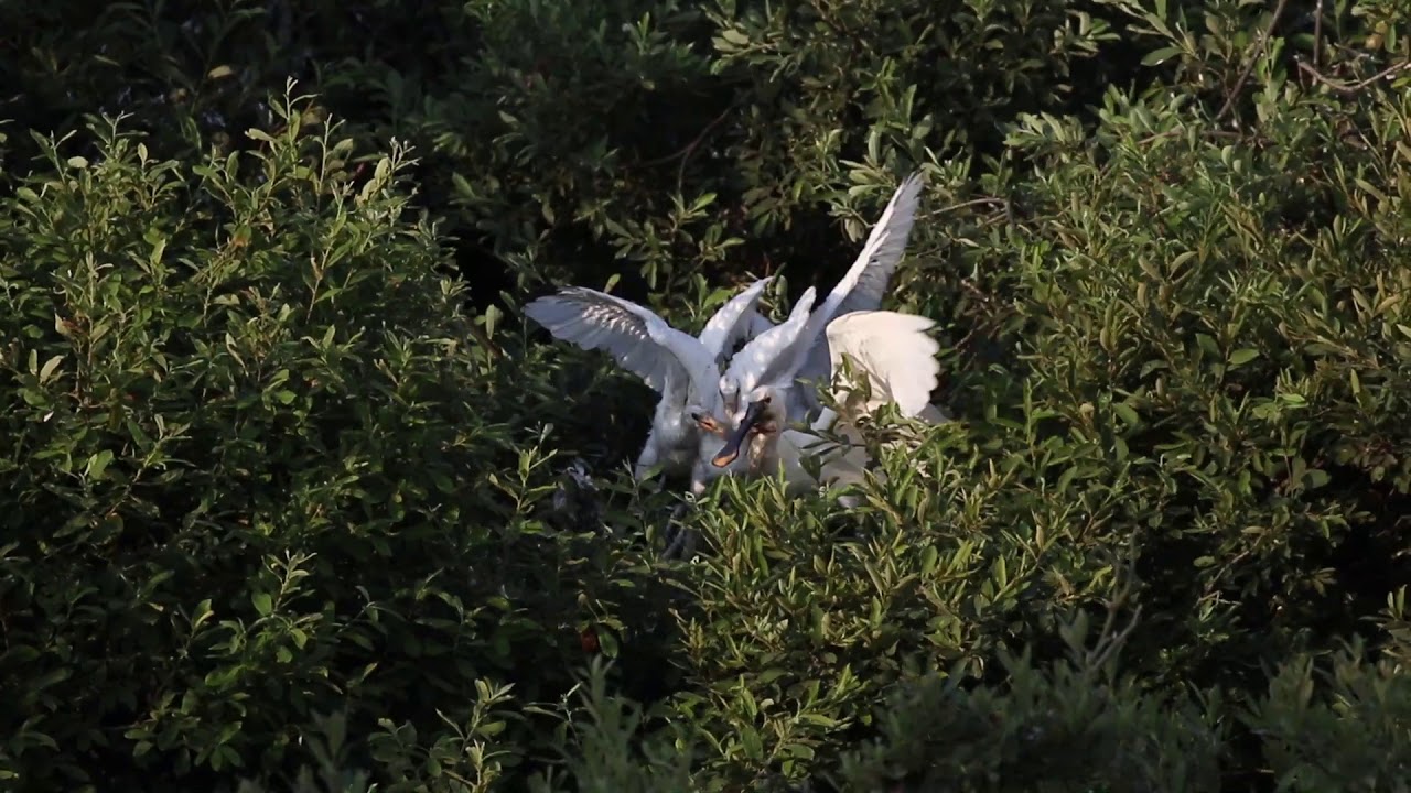 Spoonbills on the Holkham National Nature Reserve
