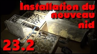 Blog Messor barbarus 23.2 - Installation du nouveau nid