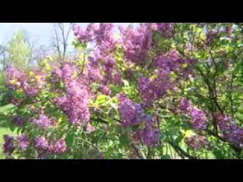 AMBIENT- Anton Suteu - Lilac Flowers