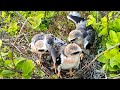 Activity Two Days Before Leaving The Nest | White-Tailed Kite