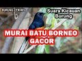 SUARA KICAUAN BURUNG MURAI BATU BORNEO GACOR COCOK BUAT MASTERAN PANCINGAN