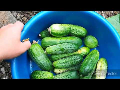 Video: Վարունգ կերակրել բուսական թուրմով. Ինչպես պատրաստել բուսական ինֆուզիոն: Ինչպե՞ս կերակրել ջերմոցում և ջուրը բաց դաշտում: Ինչպե՞ս ճիշտ պարարտանյութը նոսրացնել: