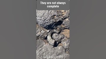 Fossil finds are not always complete #fossil #jurassic #beach