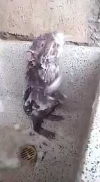 Tikus aja mandi pake sabun