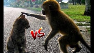 ŚMIESZNE KOTY vs MAŁPY❕❗️🐵😼🐒  - DASZ RADĘ OBEJRZEĆ BEZ ŚMIECHU❓ ❔ WYGRYWASZ 🍌🍌