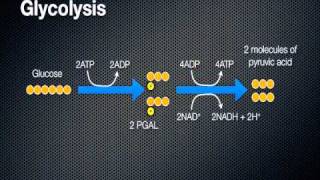 Cellular Respiration  Energy in a Cell