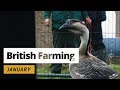 British Farming - 12 Months On A UK Farm: January