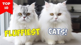 10 FLUFFIEST CATS IN THE WORLD - (Perfectly Crafted for Snuggle Sessions!) screenshot 2