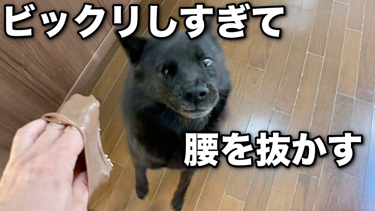 甲斐犬一休と猫のしずくと僕のチャンネルyoutube网红频道详情与完整数据分析报告 Noxinfluencer提供支持