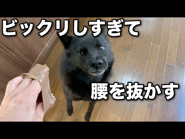 甲斐犬のビックリする姿が可愛い まとめどうぶつえん 甲斐犬のビックリする姿が可愛い まとめどうぶつえん