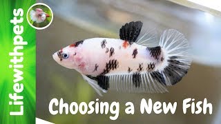 How to Choose a Betta Fish and Add It To The Tank (episode 5)