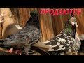 Коллекция мраморных голубей цыгана Давида в Астрахани!