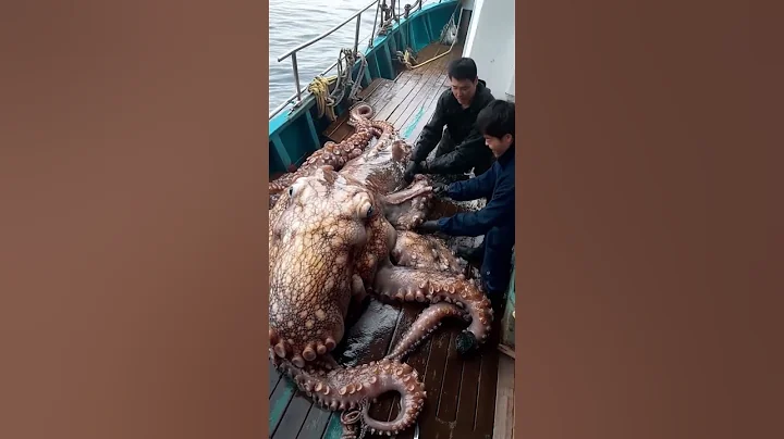 octopus harvesting #fishing #ocean #deepsea #amazing #ytshorts #ai #pacificocean #pacific