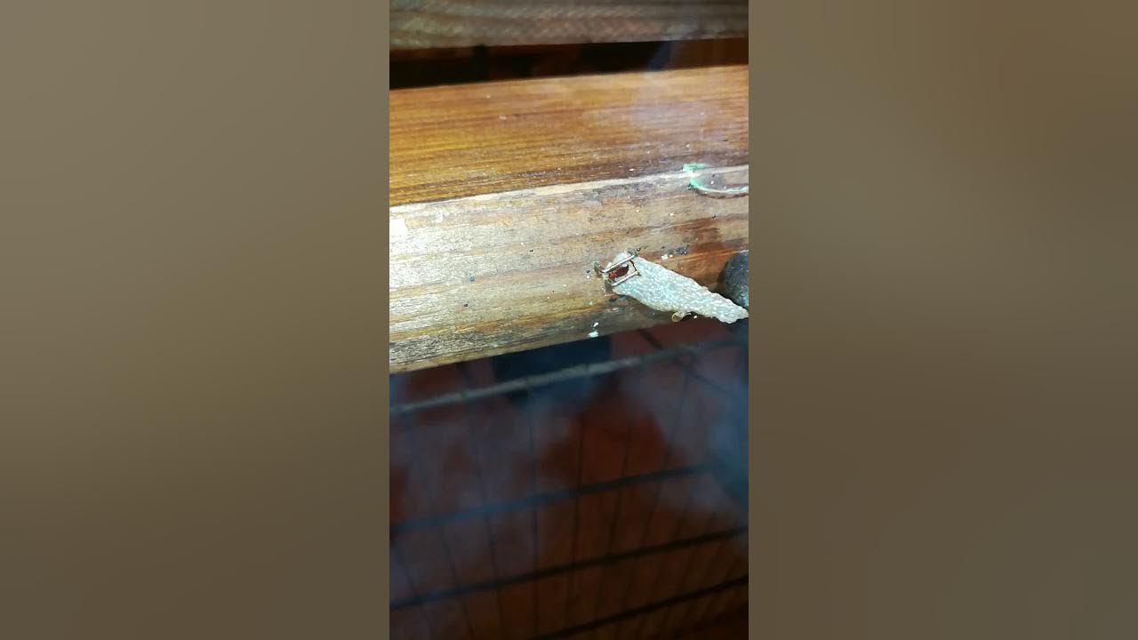 Steaming to kill bed bugs and their eggs YouTube