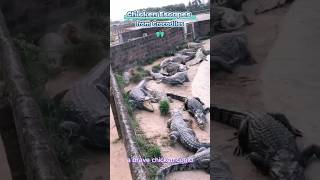 Brave Chicken Outsmarts Hungry Crocodiles