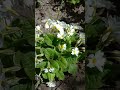 Flowers in my garden #flower #flowering #flowers #garden #gardening #floweridea #flowersofinstagram