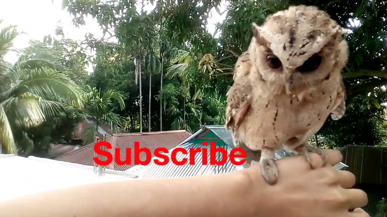 My pet, Owl - YouTube