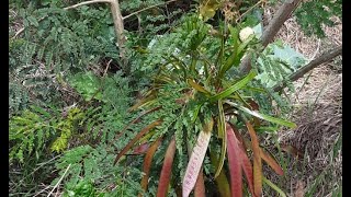 Leucaena Leucucophala  growing well in semi arid land. Great goat feed..