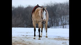 Spookin Whizkey 2020 AQHA GELDING