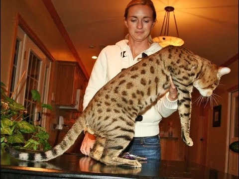 Savannah Cat - What Generation Is Right For You? Savannah ...