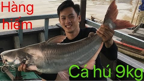 CÂU CÁ SÔNG TIỀN || CÂU ĐƯỢC CÁ HÚ 9kg TẠI CHÂN CẦU RẠCH MIỄU,HÀNG HIẾM