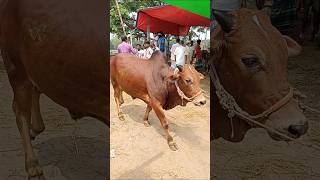 #viral #viralvideo #viralshorts #viralshort #viralvideos #trendingshorts #kobutor #pigeon #vairal