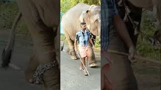 திருவில்லிபுத்தூர் ஆண்டாள் கோவில் யானை காலை நடைப்பயிற்சி Andal Temple Elephant, Tvpr-VNR District.