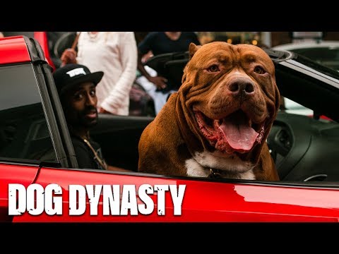 Giant Pit Bull Hulk Visits The Birthplace Of Ddk9S | Dog Dynasty