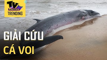 Cận cảnh giải cứu cá voi 3 tấn bị mắc cạn tại Thừa Thiên-Huế