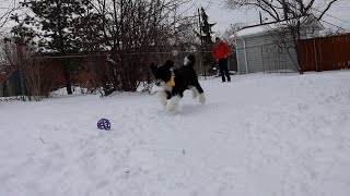 NEVER ENOUGH WITH SNOW | 5 MONTHS OLD SHEEPADOODLE by Milo the Sheepadoodle 35 views 1 year ago 1 minute, 53 seconds