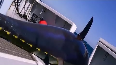 ĐÁNH BẮT CÁ NGỪ VÂY XANH NGOÀI BIỂN KHƠI #batca #danhbat #cauca #caucangu #thiennhienhoangda