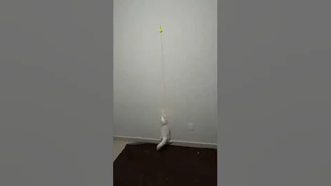 This toy made my cat OBSESSED! 😻   Toys for Cats