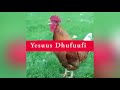 Yesuus Ni Dhufa Kana Hin Dhagatiina