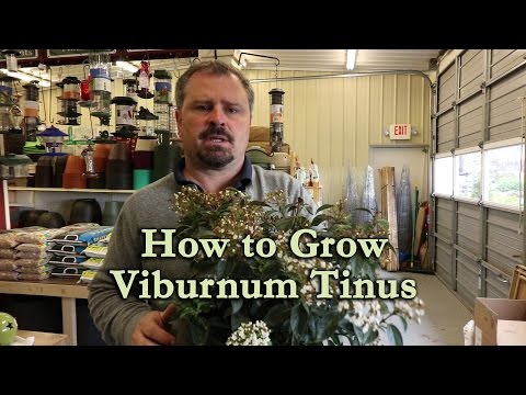 How to grow Viburnum Tinus (Spring Bouquet Viburnum)