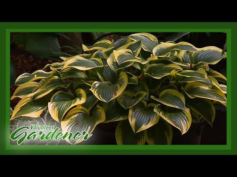 Hosta