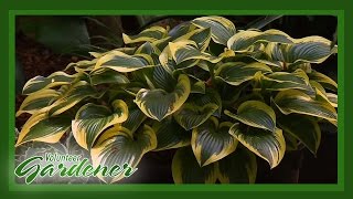 Hosta Garden Tour | Volunteer Gardener