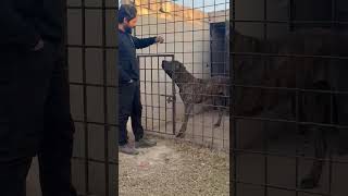 DK Bullykutta Kennels, Outstanding Bks