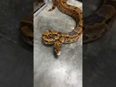 Giant Boa found
