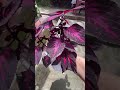 Coleus plant 🪴 #plants #plantlover #coleusplant #coleus #short #shortreelsflower #gardening