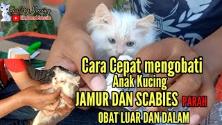 Obat Jamur dan Scabies parah untuk anak Kucing