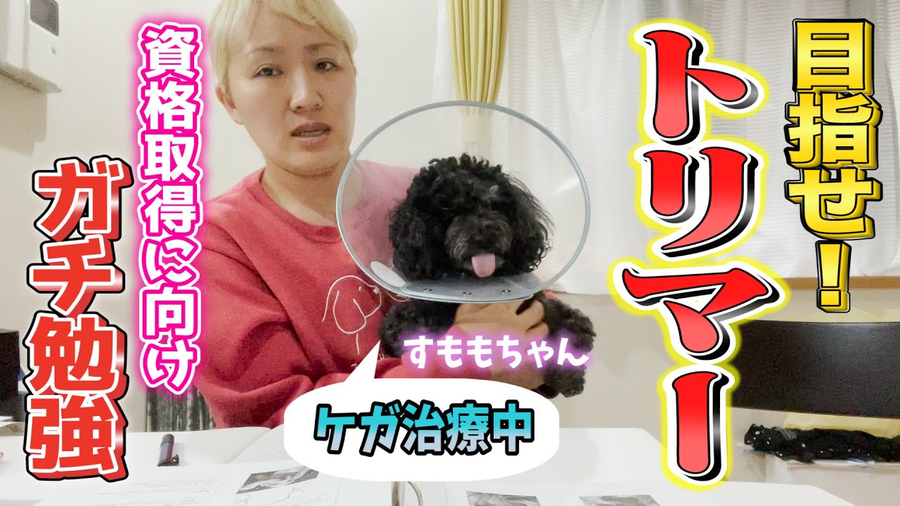 【資格取得⁉︎】丸山桂里奈、トリマーへの道【ドラゴンマルカリ】