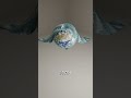 Cloth Drop Experiment (1kg to 100kg) on Earth 🌎