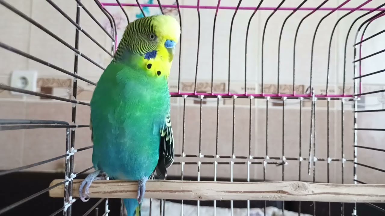 Muhabbet Kuşunuz İçin 10 Dakikalık Mutluluk! 🐦💛 Her Gün Dinlet, Sevgiyle Coşsun!