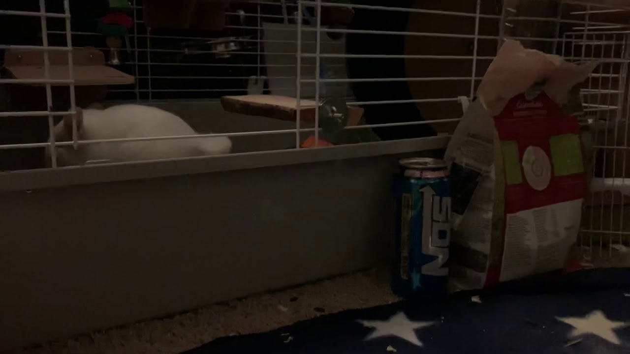 My Chinchilla Running While I Sing Youtube